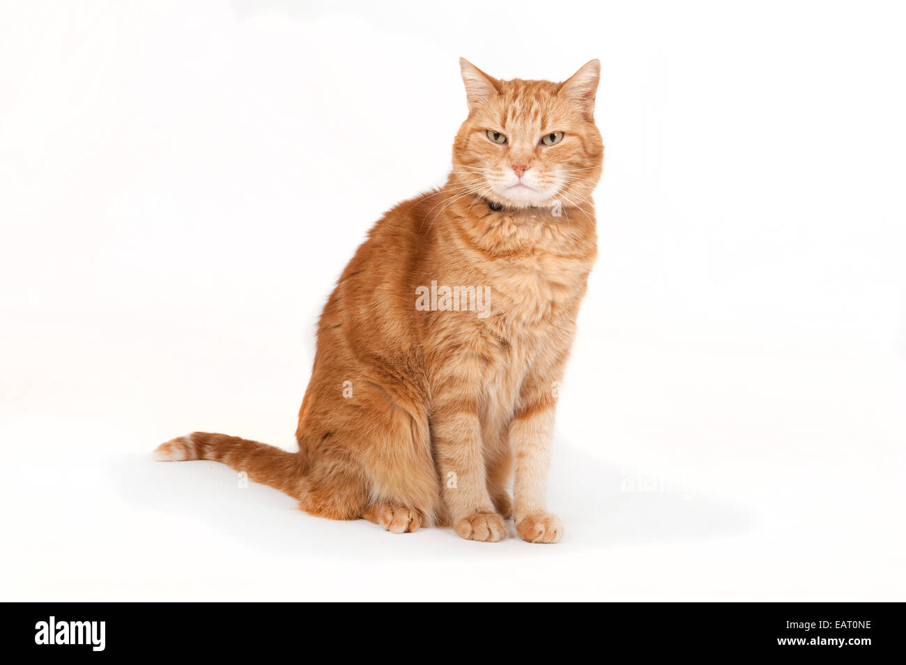 Ginger Kater UK Stockfoto