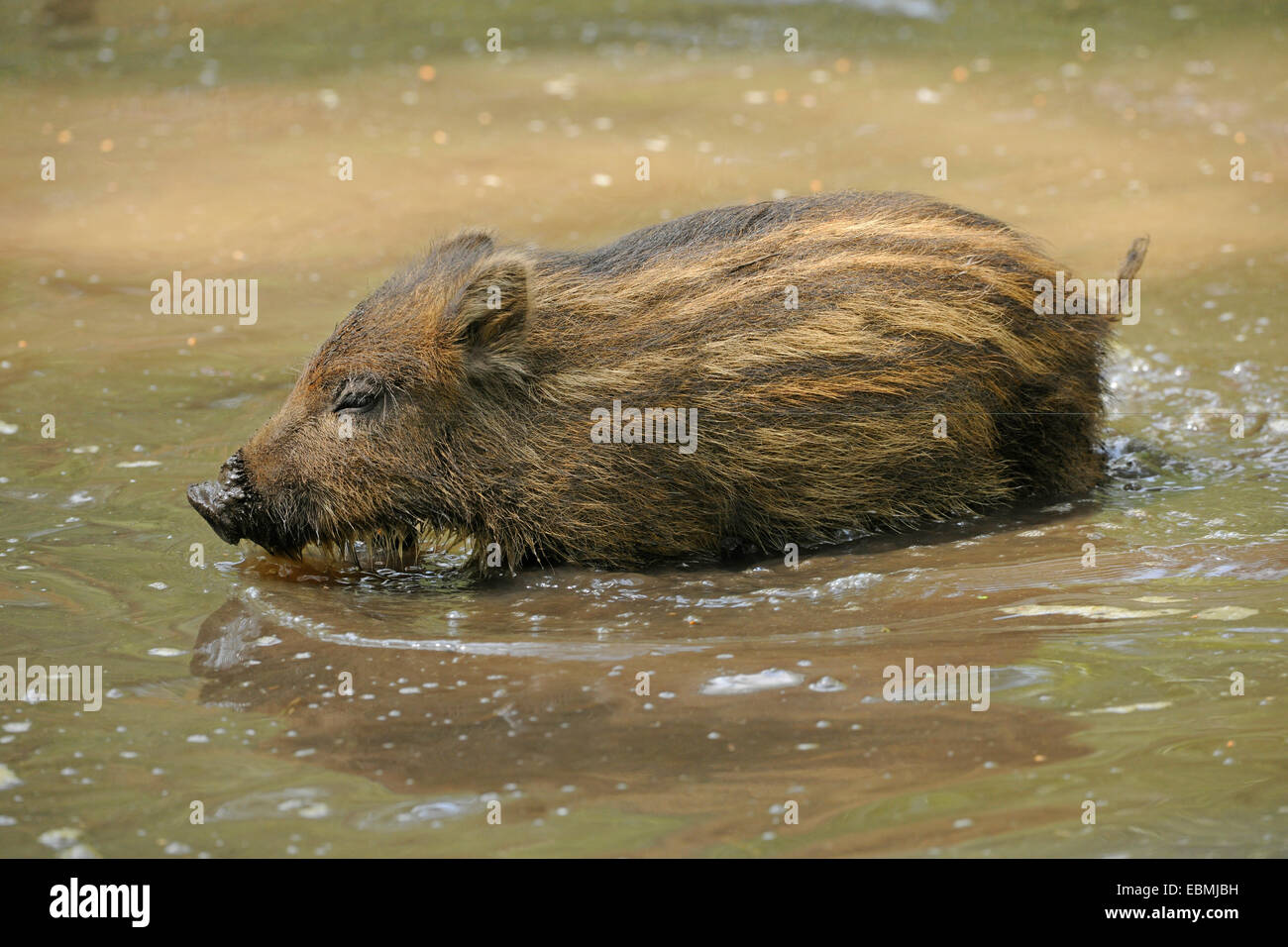 Wildschwein (Sus Scrofa) Ferkel ausgeführt durch flaches Wasser, Gefangenschaft, Hessen, Deutschland Stockfoto