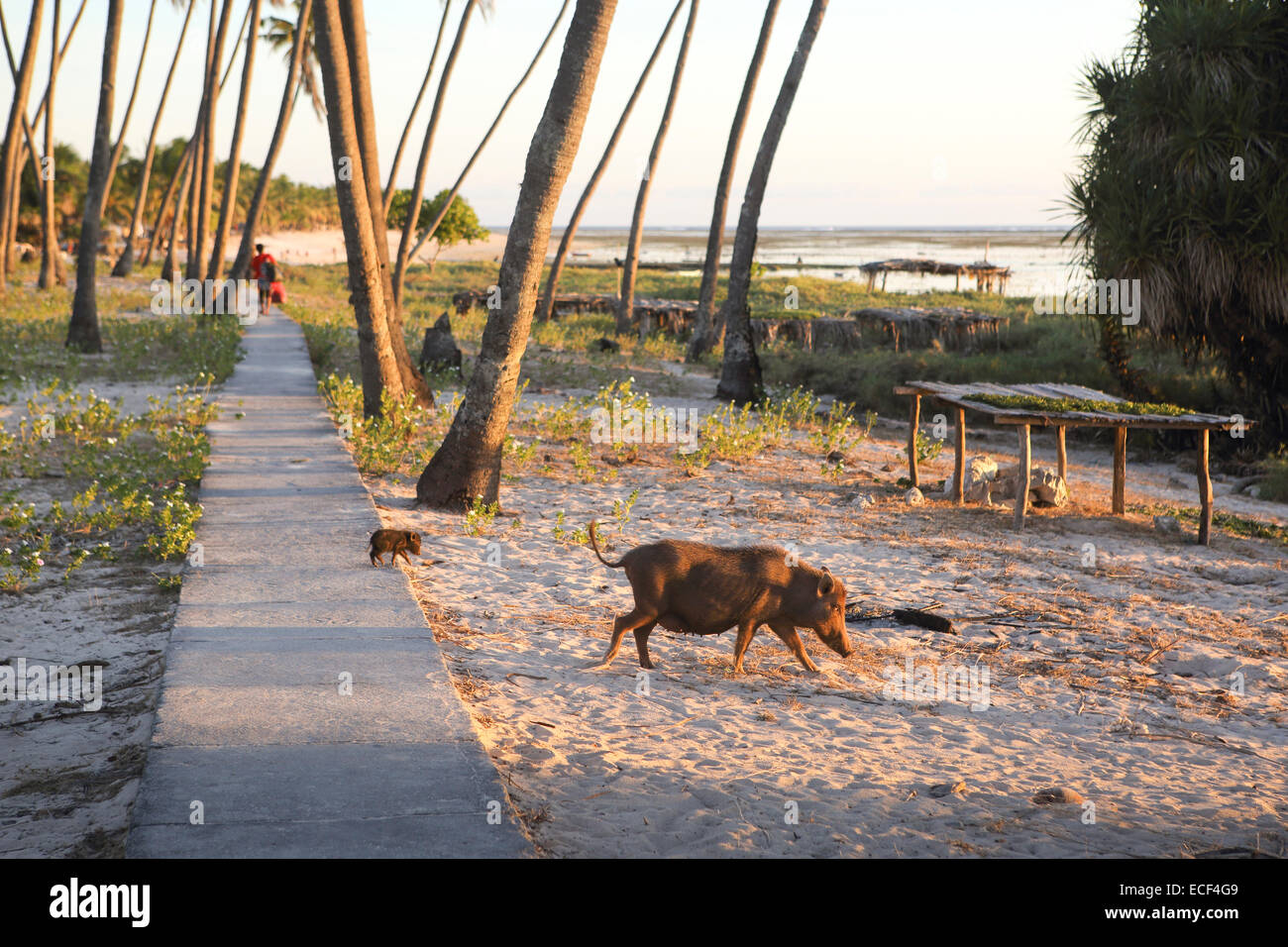 Schweine und Ferkel am Strand in Nembrala, Rote Insel, Indonesien Stockfoto