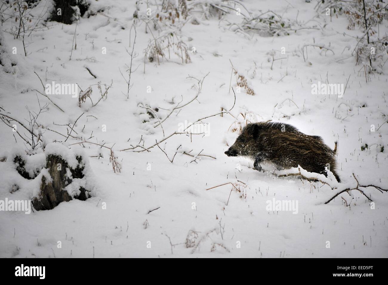 Wildschwein (Sus Scrofa) Ferkel auf Nahrungssuche im Schnee im winter Stockfoto