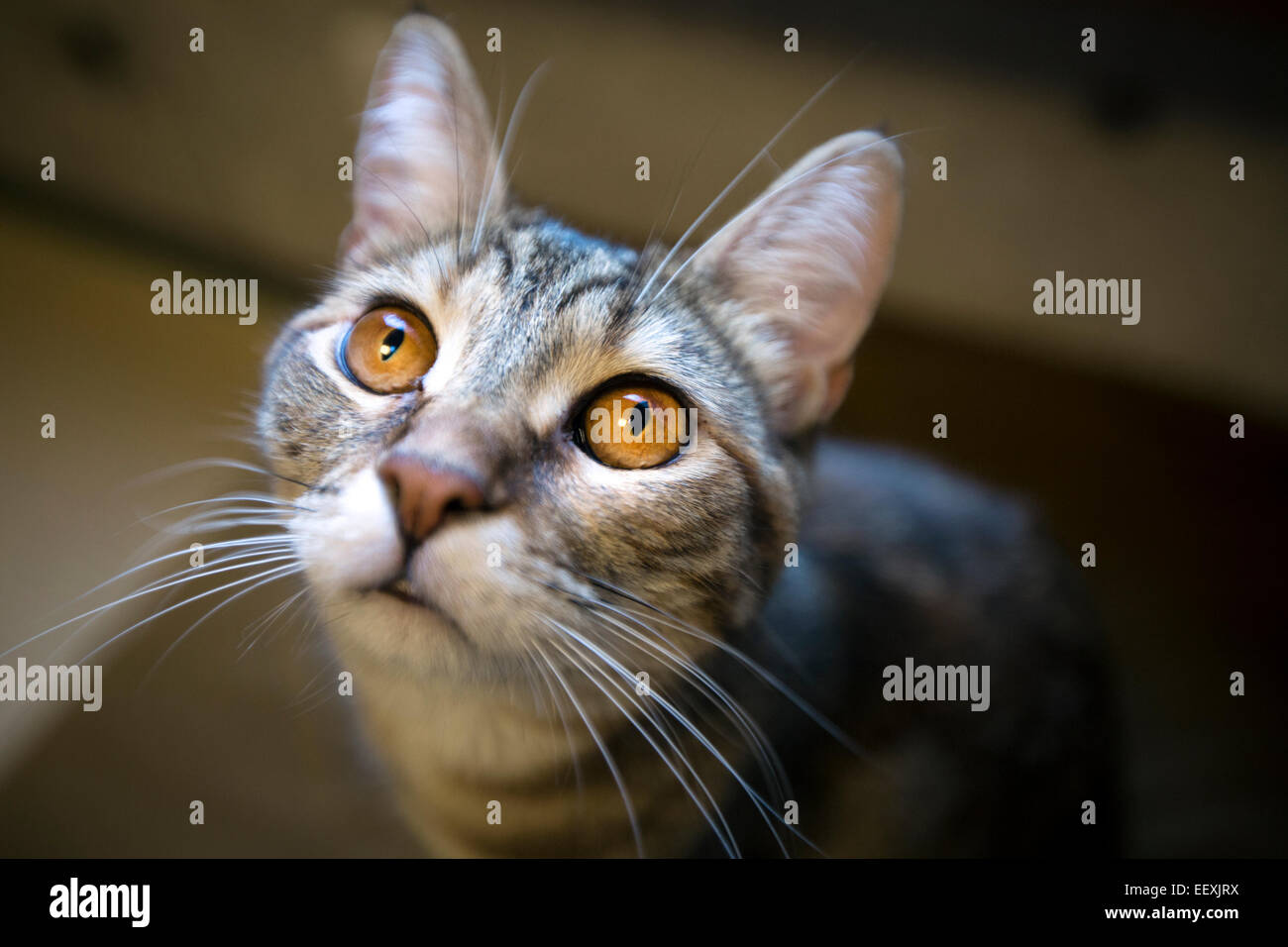 Katze in die Kamera starrt Stockfoto