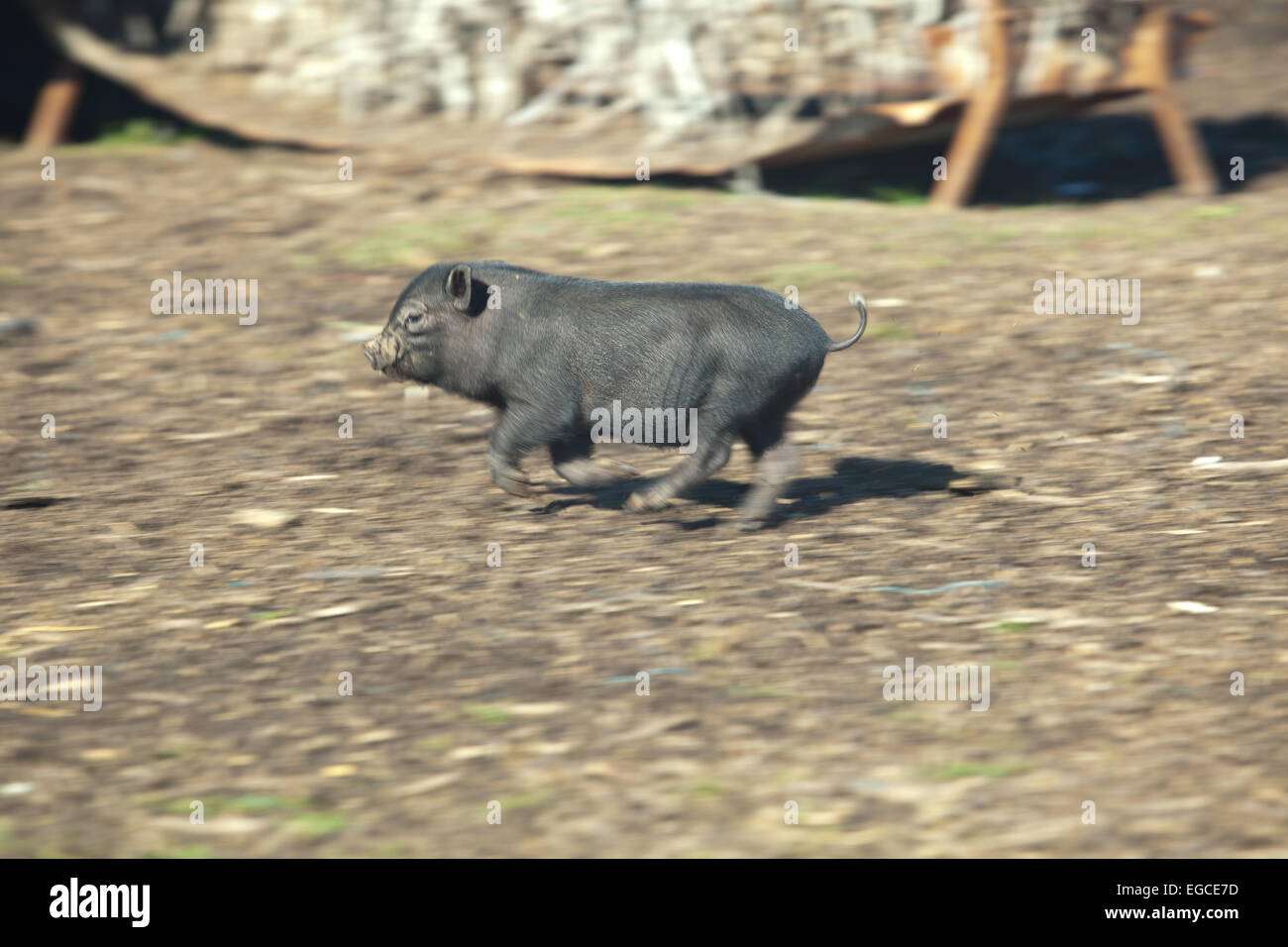 Kostenlose vietnamesischen Ferkel auf traditionellen Bauernhof ausgeführt. Bewegungsunschärfe Stockfoto