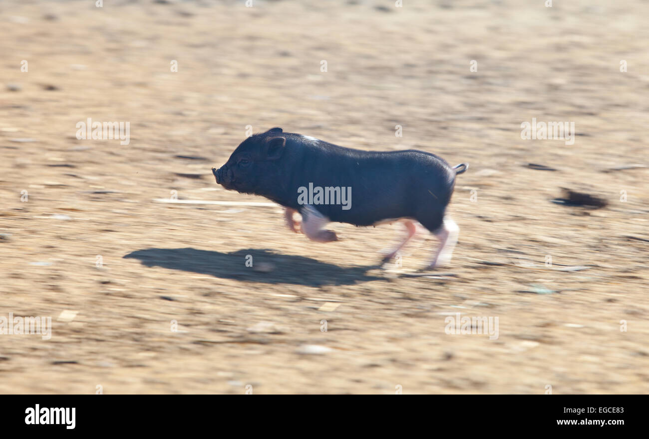 Kostenlose vietnamesische Schweinchen auf traditionellen Bauernhof ausgeführt. Bewegungsunschärfe Stockfoto