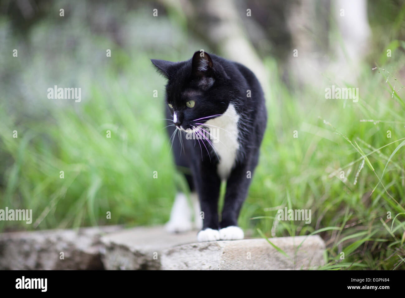 Smoking Haustier Katze untersucht Hof Stockfoto