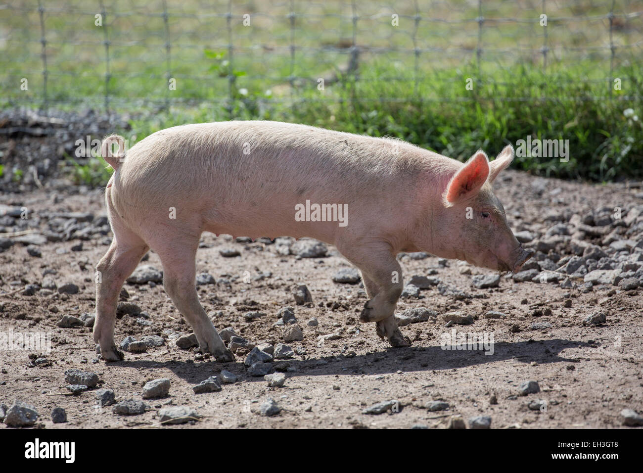 Laufenden Ferkel Stockfoto