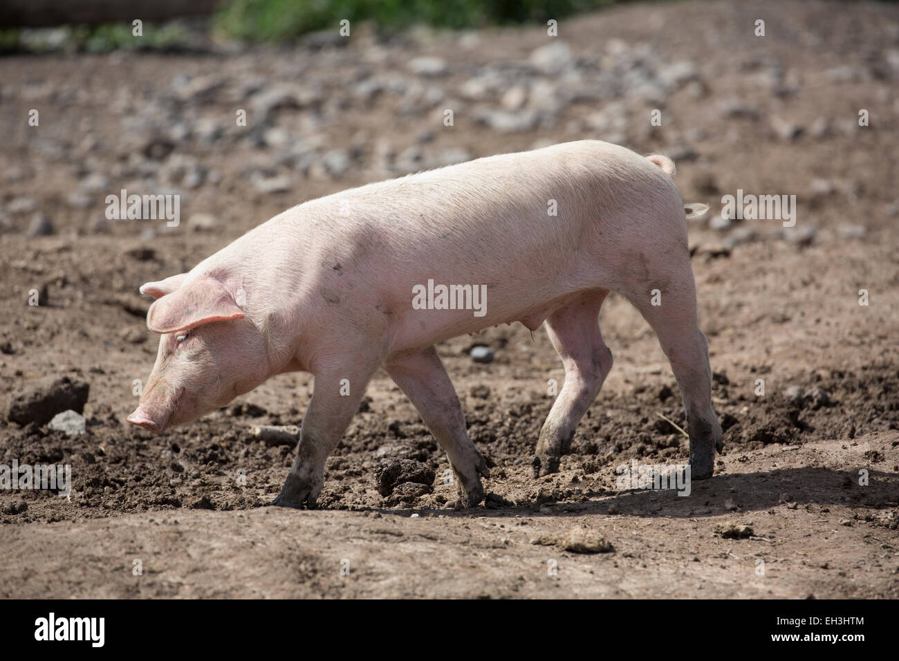 Laufenden Ferkel Stockfoto