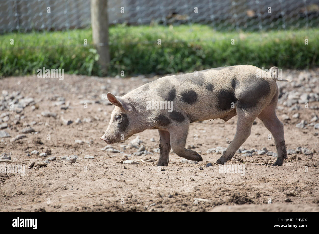 Laufenden Ferkel Stockfoto