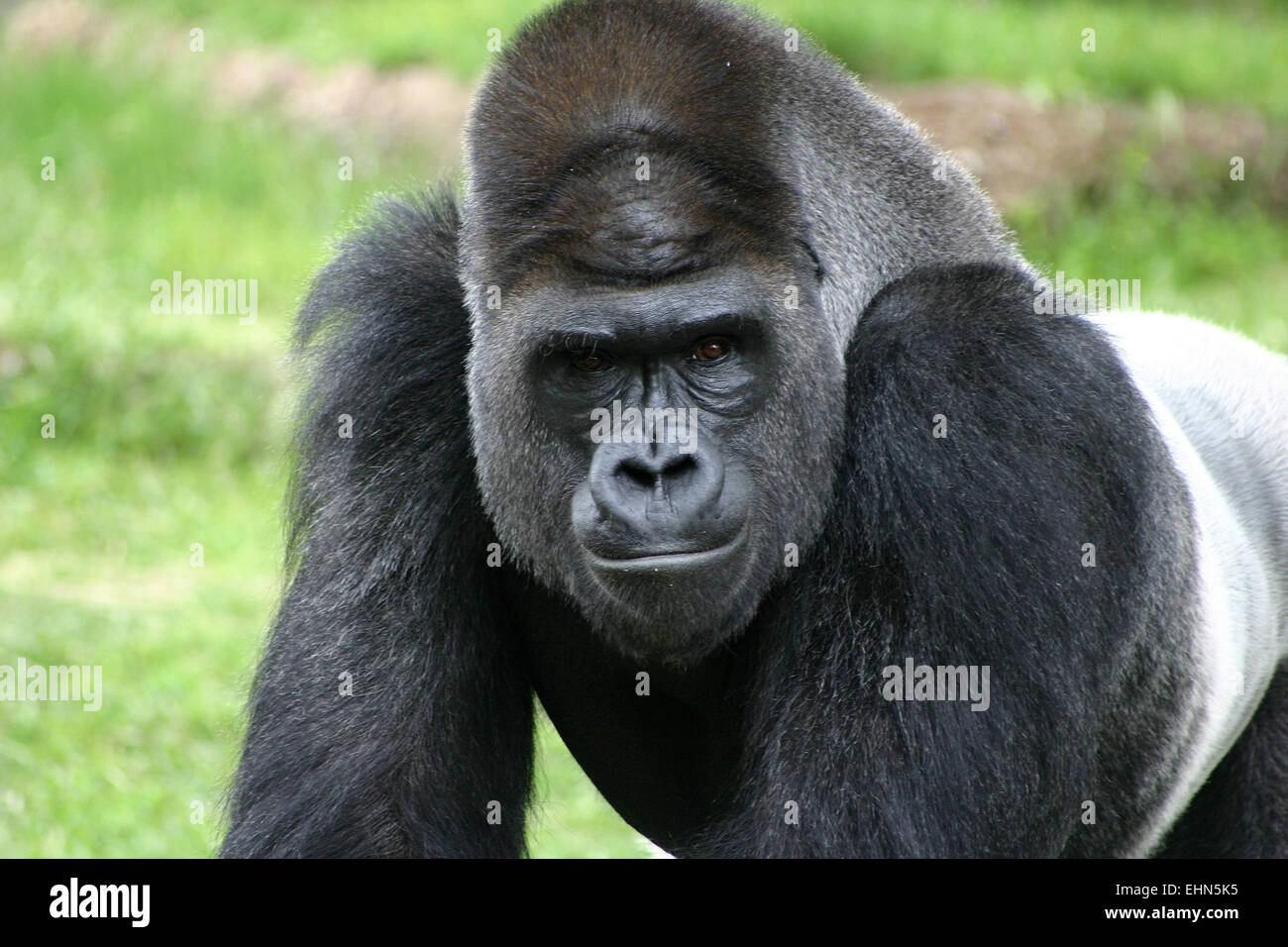 Nahaufnahme von einem einschüchternden starren eines silbernen Rückseite Gorillas. Stockfoto