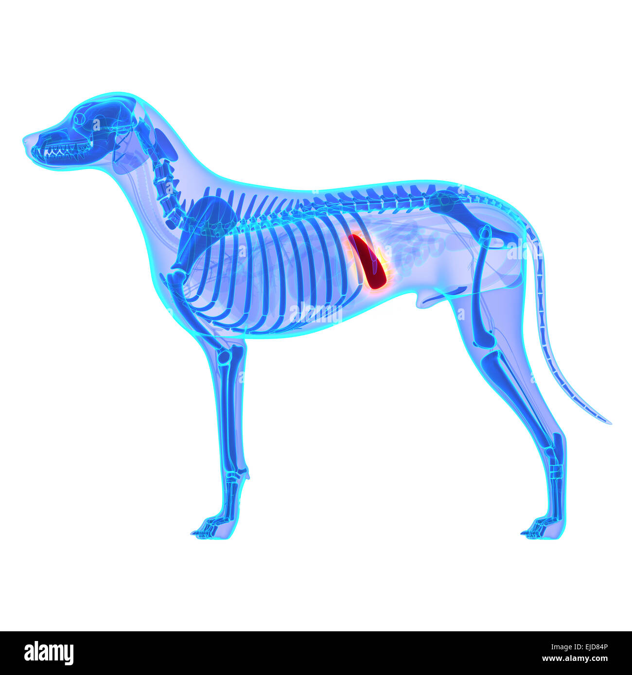 Hund-Milz - Canis Lupus Familiaris Anatomie - isoliert auf weiss Stockfoto