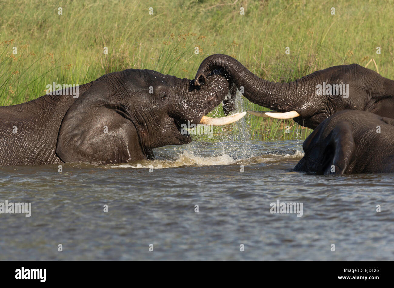 Elefanten kämpfen in einem Flussufer vor der Paarung Stockfoto