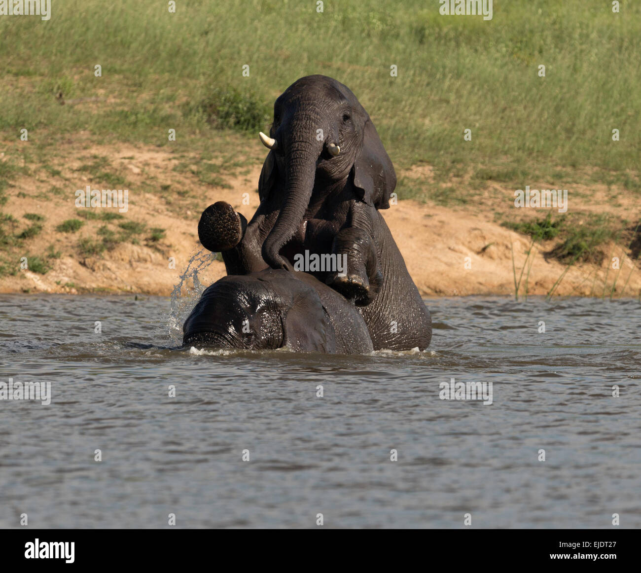 Paarung von Elefanten in einem Fluss Kruger Nationalpark in Südafrika Stockfoto