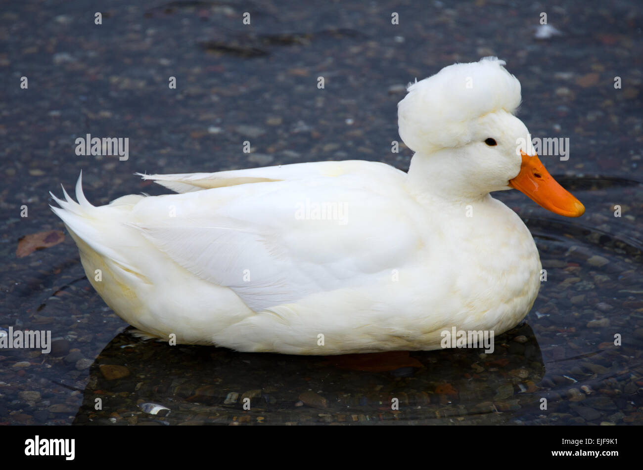 Weiße Crested Ente in den Hafen von Camden, Maine. Stockfoto