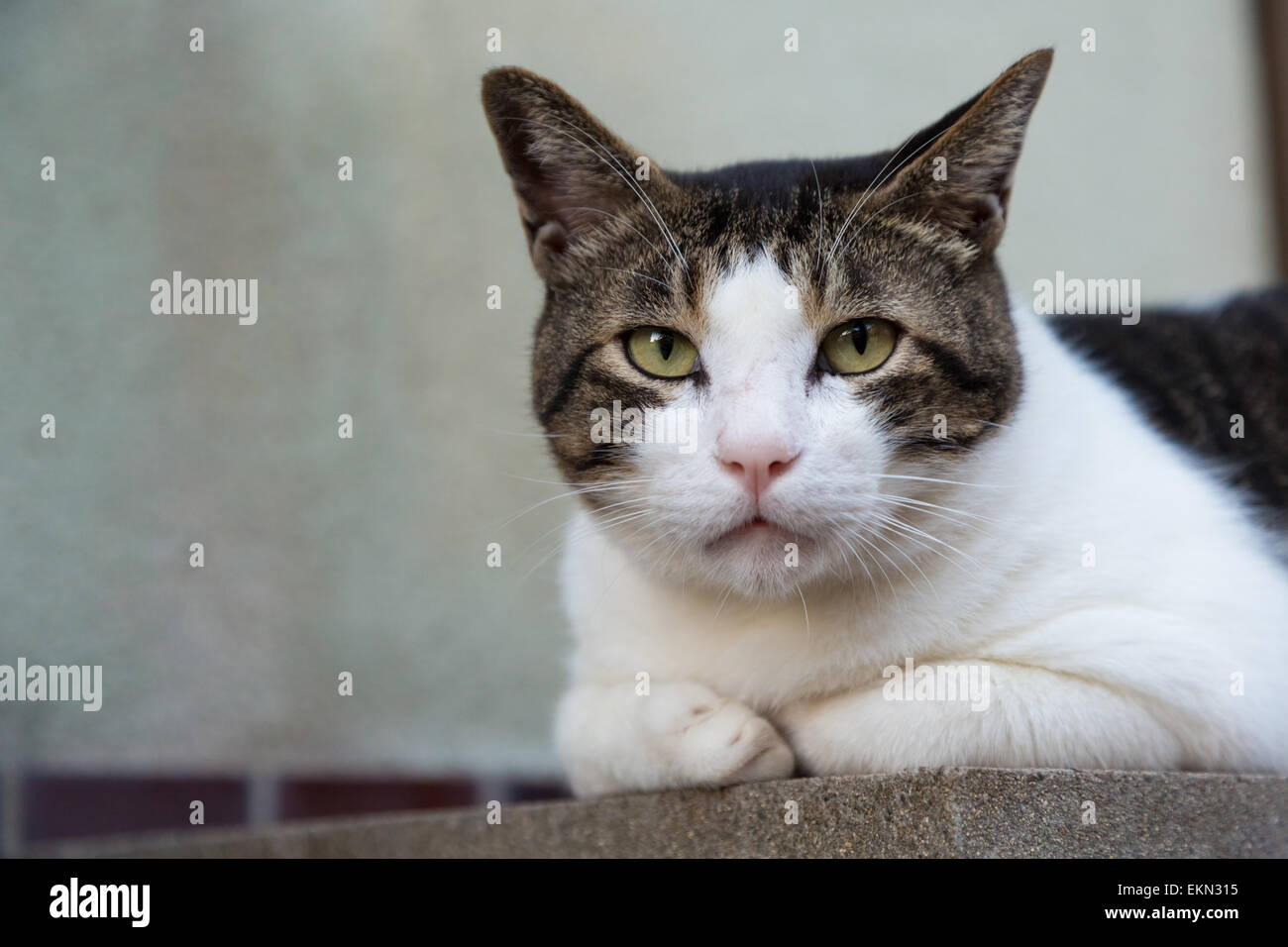 Streunende Katze Stockfoto