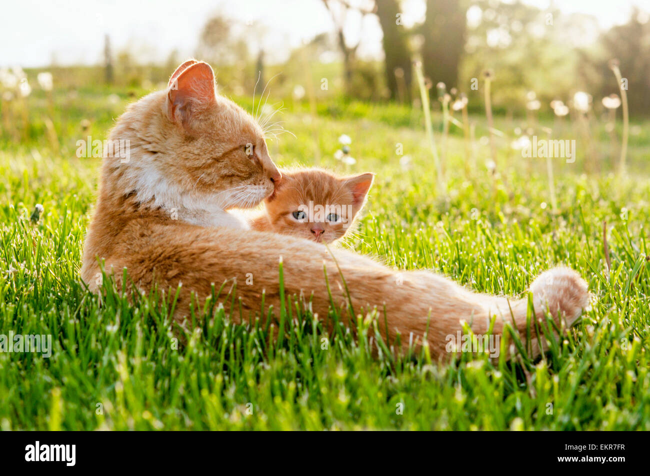 Mama Katze spähen Kätzchen Stockfoto