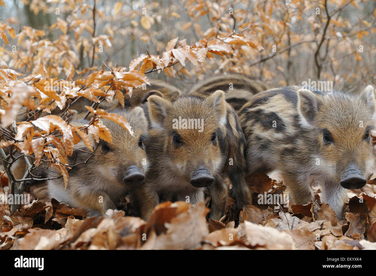 Wildschweine (Sus Scrofa), Ferkel, ausgeführt durch den Buchenwald gefangen, North Rhine-Westphalia, Deutschland Stockfoto