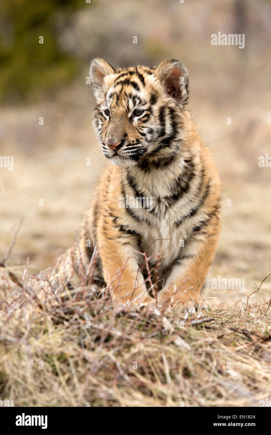 Sibirische Tiger (Panthera Tigris Altaica) Cub ruhen Stockfoto