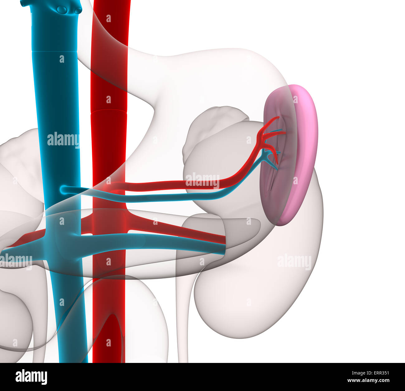 Milz Anatomie des Menschen mit Herz-Kreislauf-System isoliert auf weiss Stockfoto