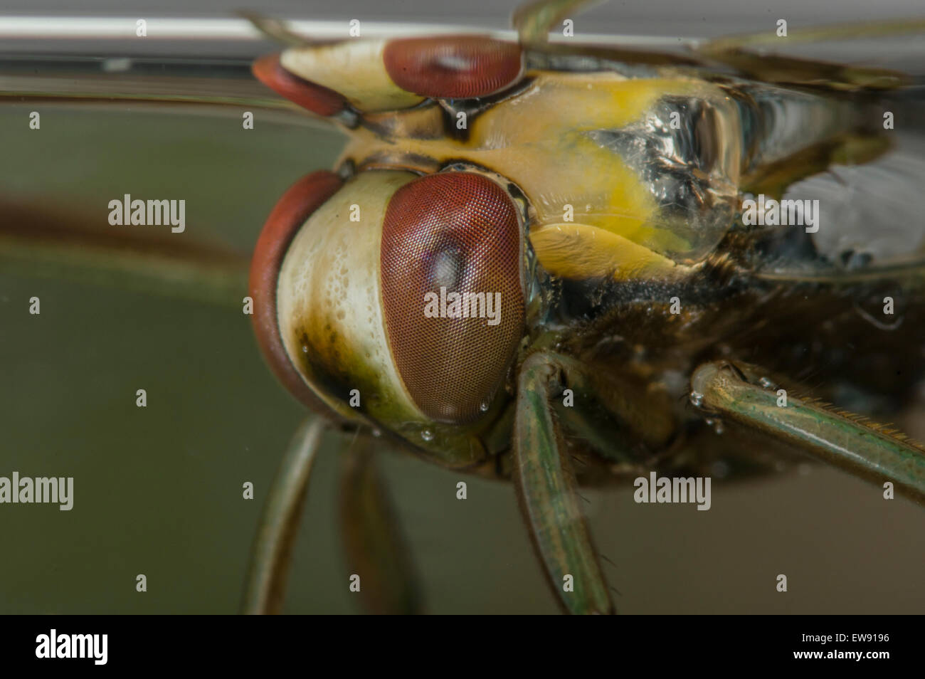 Gemeinsame Backswimmer Notonecta Glauca hautnah Stockfoto