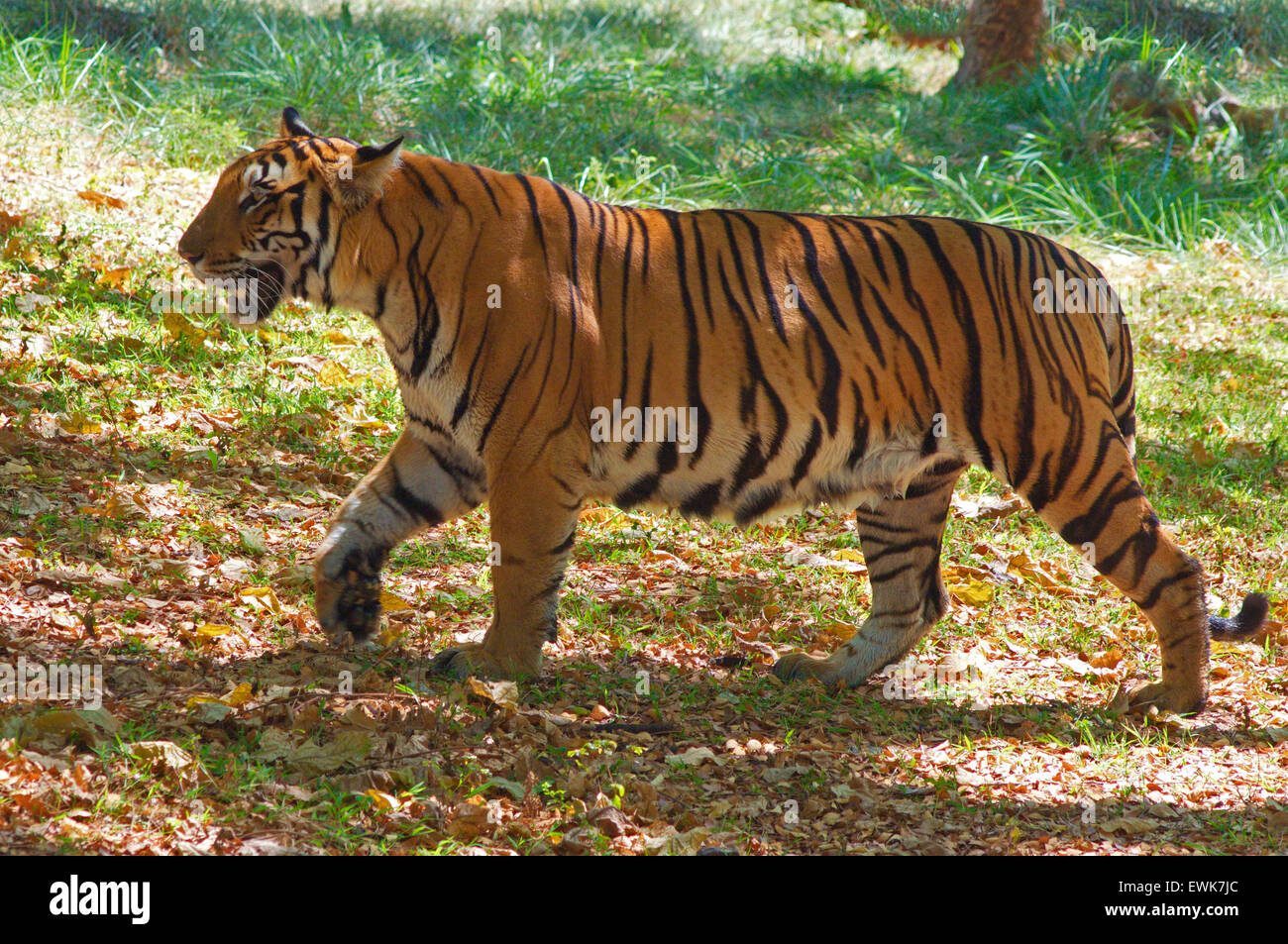 Bengal-Tiger (Panthera Tigris Tigris) Stockfoto