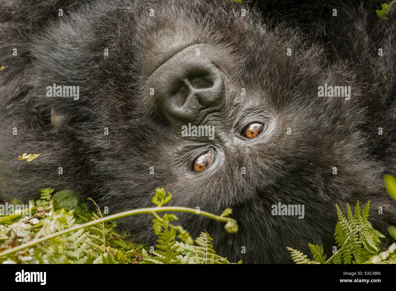 Porträt eines Gorillas Stockfoto