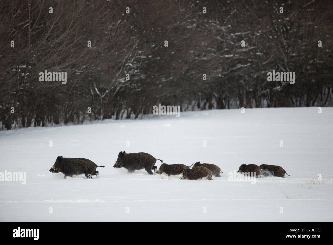 Wildschweine im Schnee laufen Stockfoto