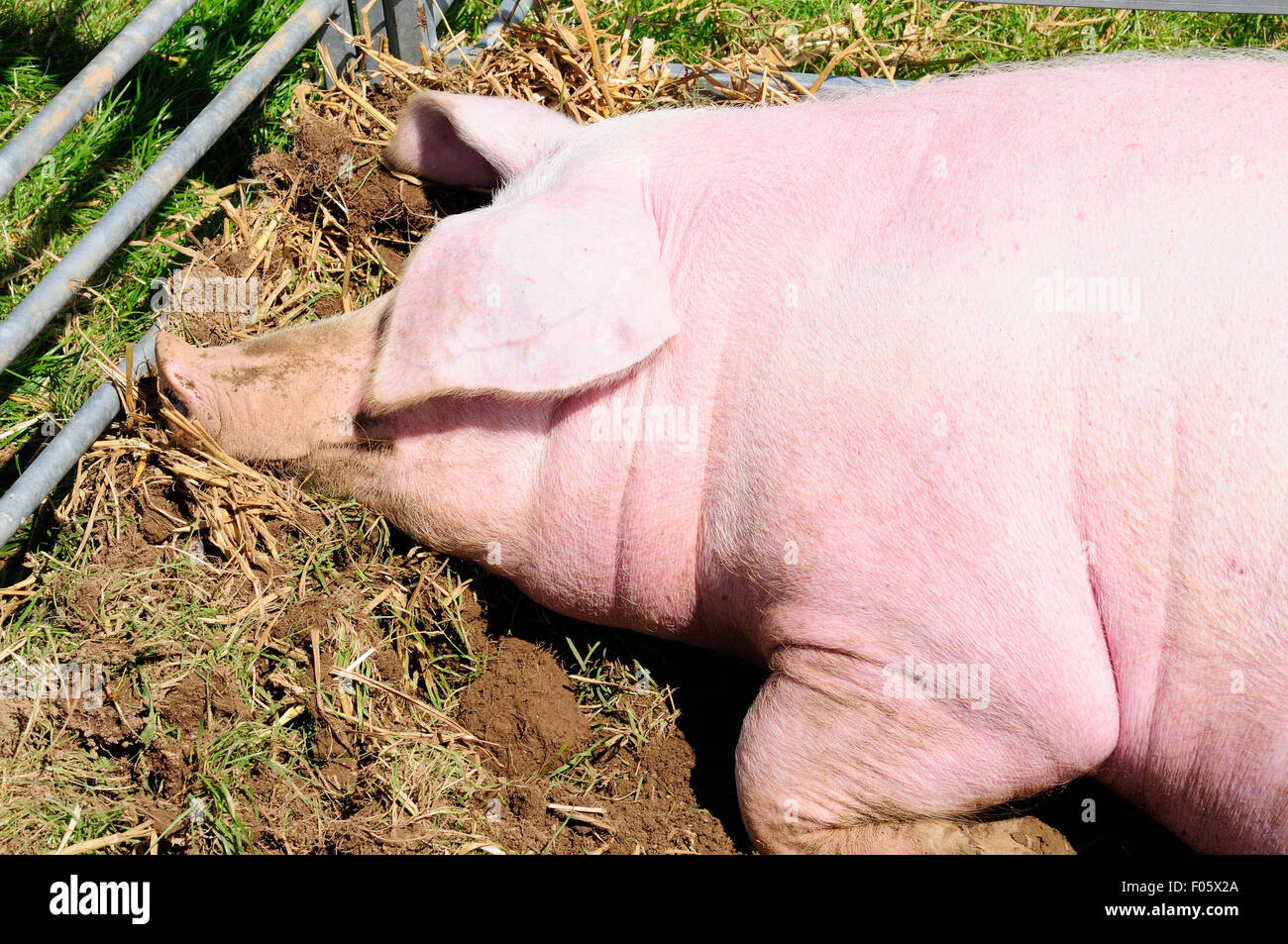 Glücklich lächelnd rosa Schwein im Dreck Stockfoto