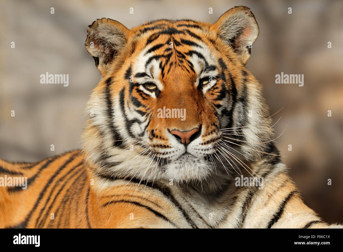 Porträt von einem bengalischen Tiger (Panthera Tigris Bengalensis) Stockfoto