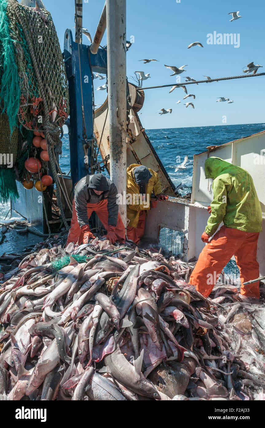 Fang der Schellfisch, Scrod, Pollock und Dornhai auf Deck des Offshore-Trawler sortieren.  Georges Bank, New England Stockfoto