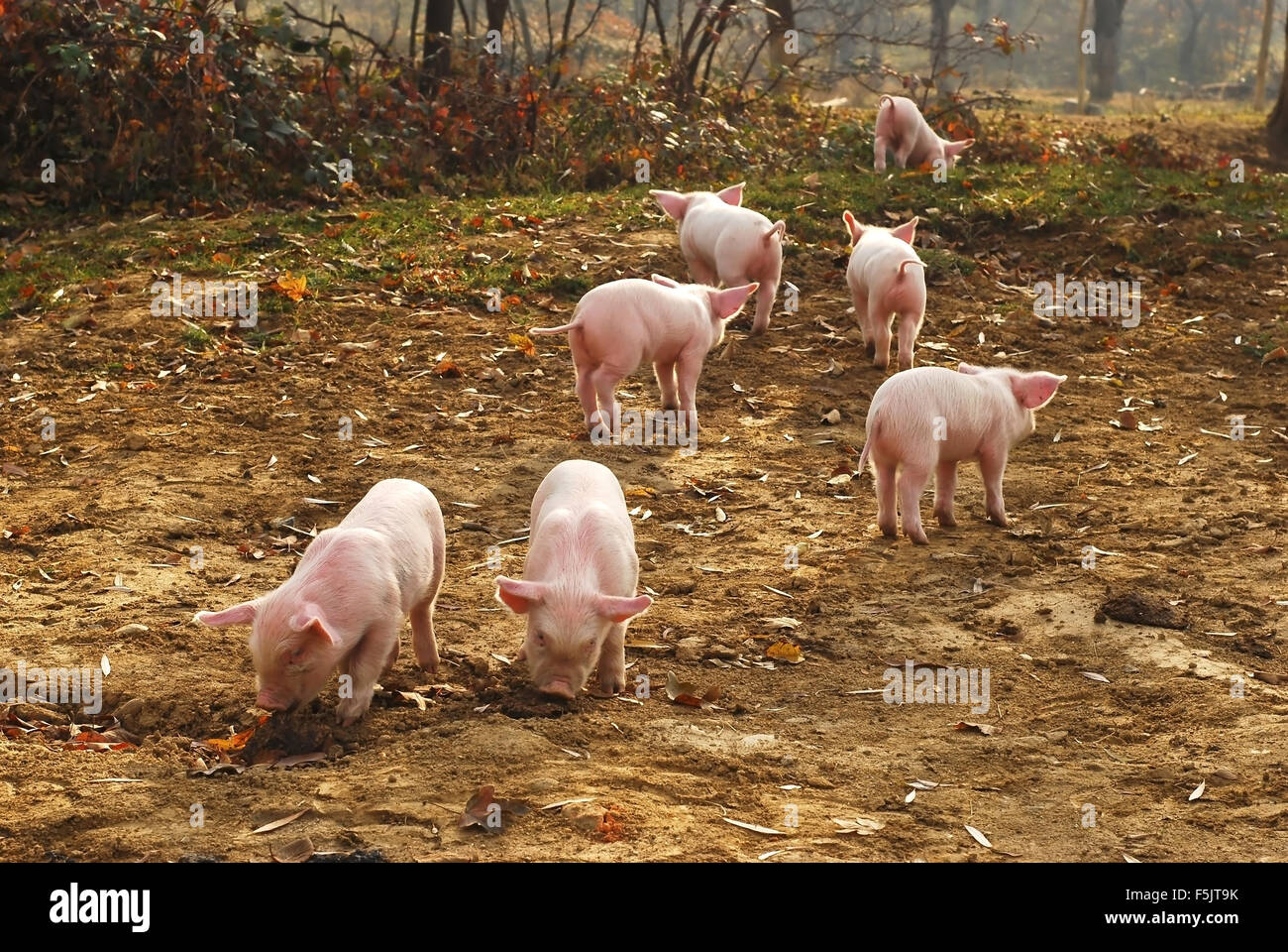 Ferkel, die mit der Angst Stockfoto