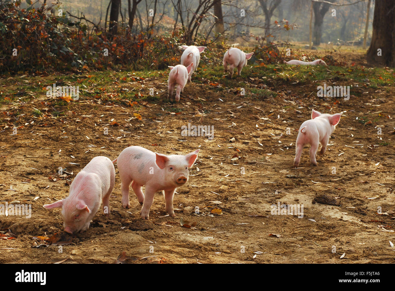 Ferkel, die mit der Angst Stockfoto