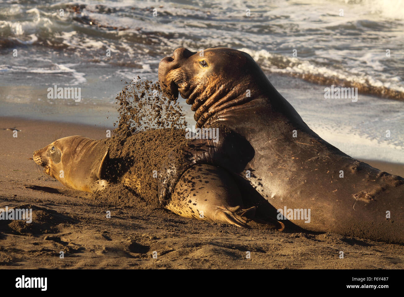 Eine weibliche See-Elefant werfen Sand auf einem männlichen Paarung abzuhalten. Stockfoto