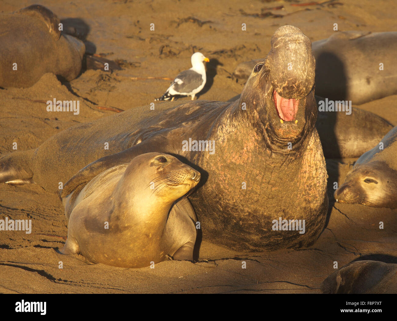 See-Elefanten glücklich Paarung. Stockfoto