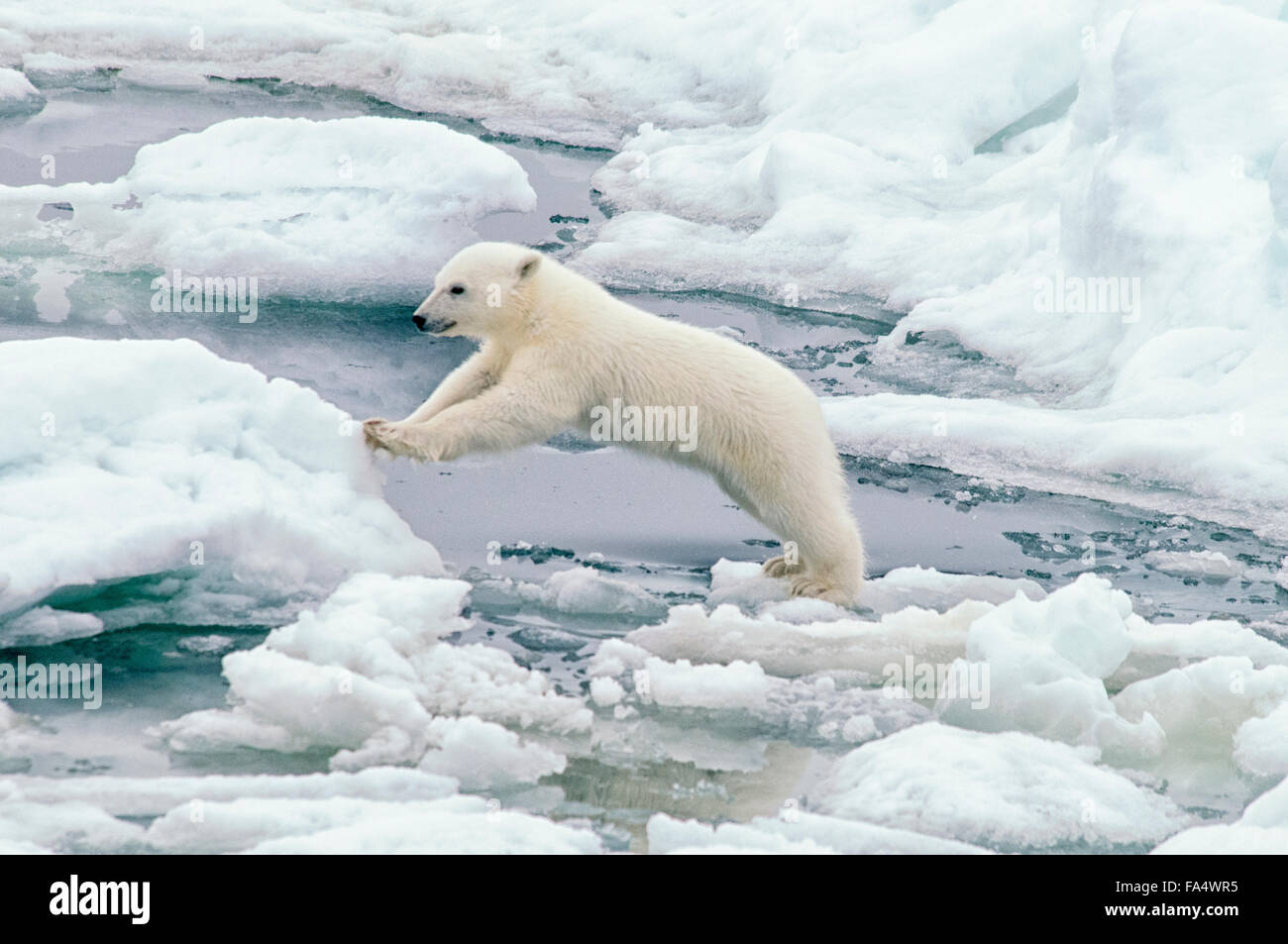 Niedliche Polar Bear Cub, Ursus Maritimus, springen von einer Eisscholle auf dem Packeis Olgastretet, Spitzbergen, Norwegen Stockfoto