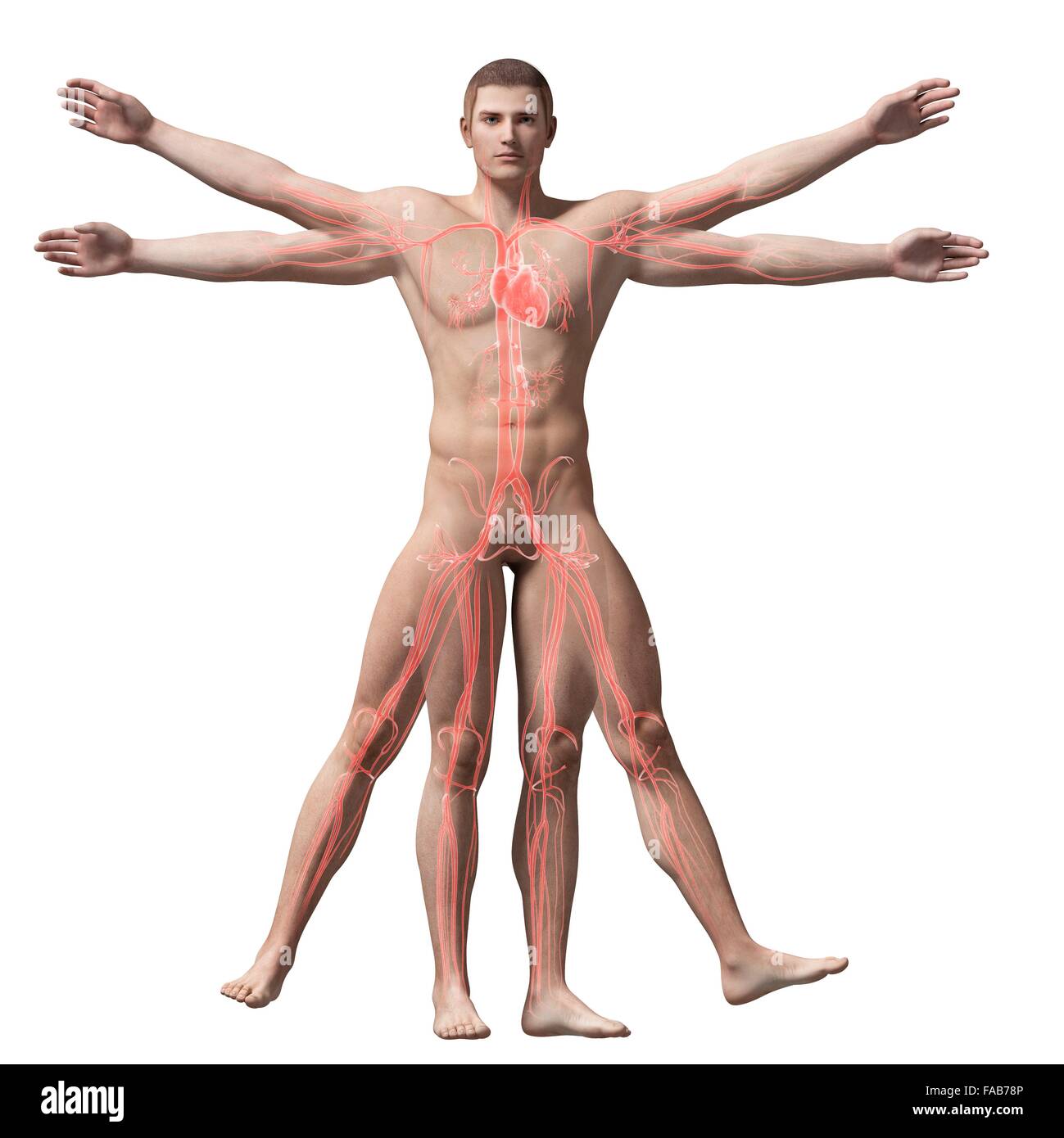 Menschliche Gefäßsystem (Vitruvian Mann), Computer-Illustration. Stockfoto