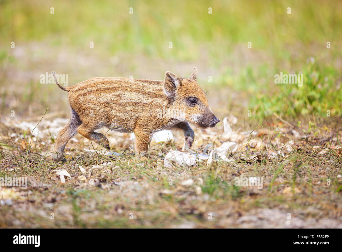 Wilde Ferkel an einem Sommertag Stockfoto