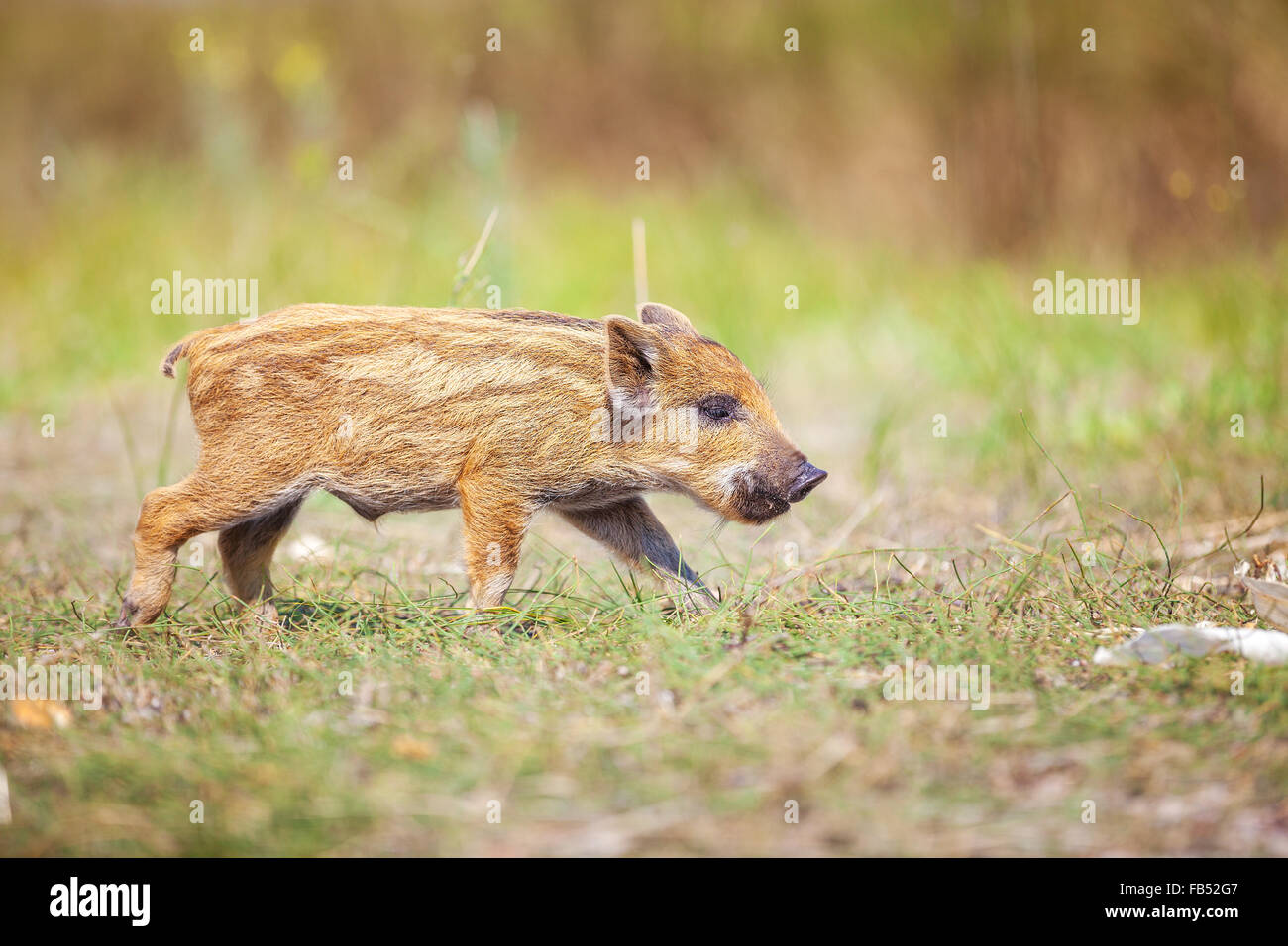 Wilde Ferkel an einem Sommertag Stockfoto