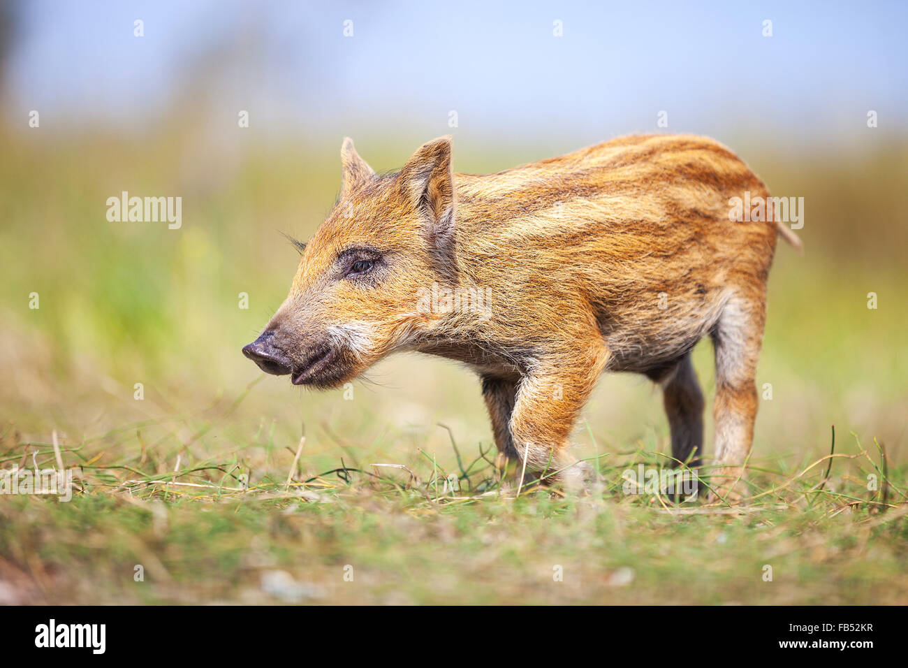 Wilde Ferkel an Sommertag Stockfoto