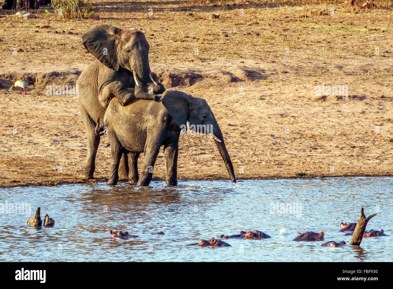 Afrikanischer Bush Elefant Specie Loxodonta Africana Familie Elephantidae Stockfoto