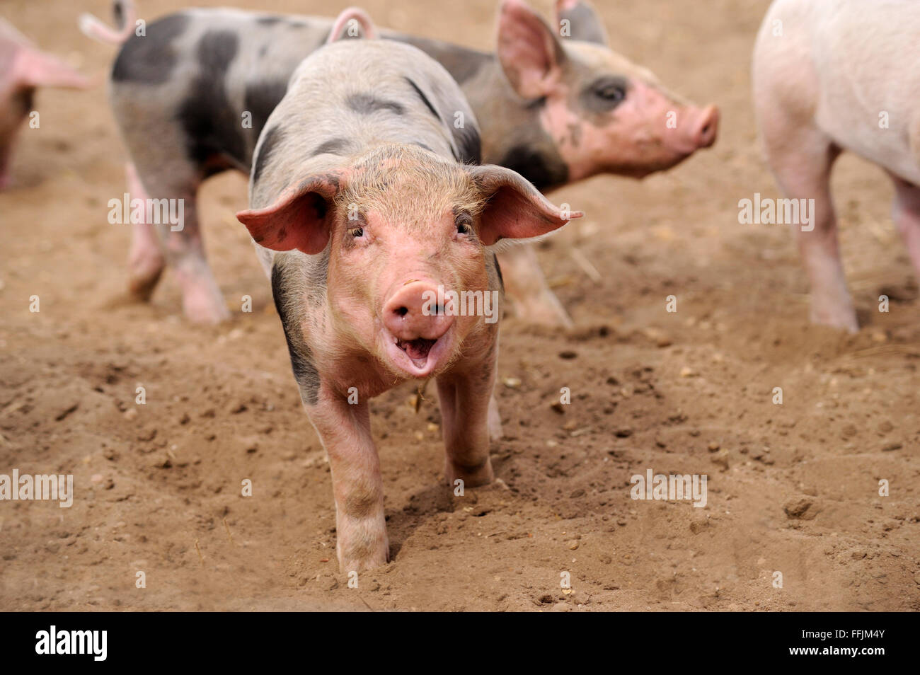 Inländische Ferkel, humorvoll betrachten, in Schwein Gehäuse auf Schweinefarm in Suffolk, April 2012 Stockfoto