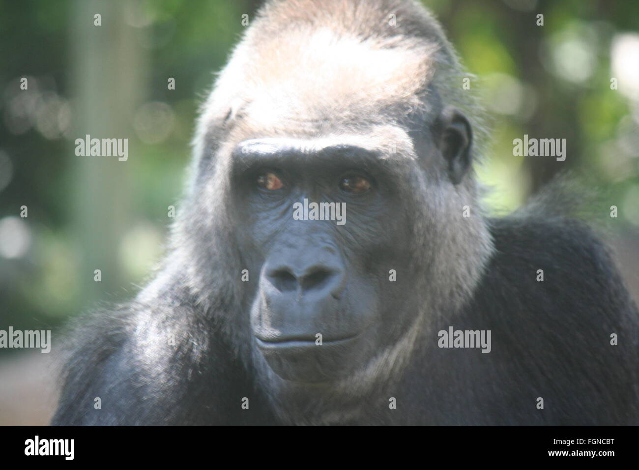 Gorilla Gesicht ernst Stockfoto