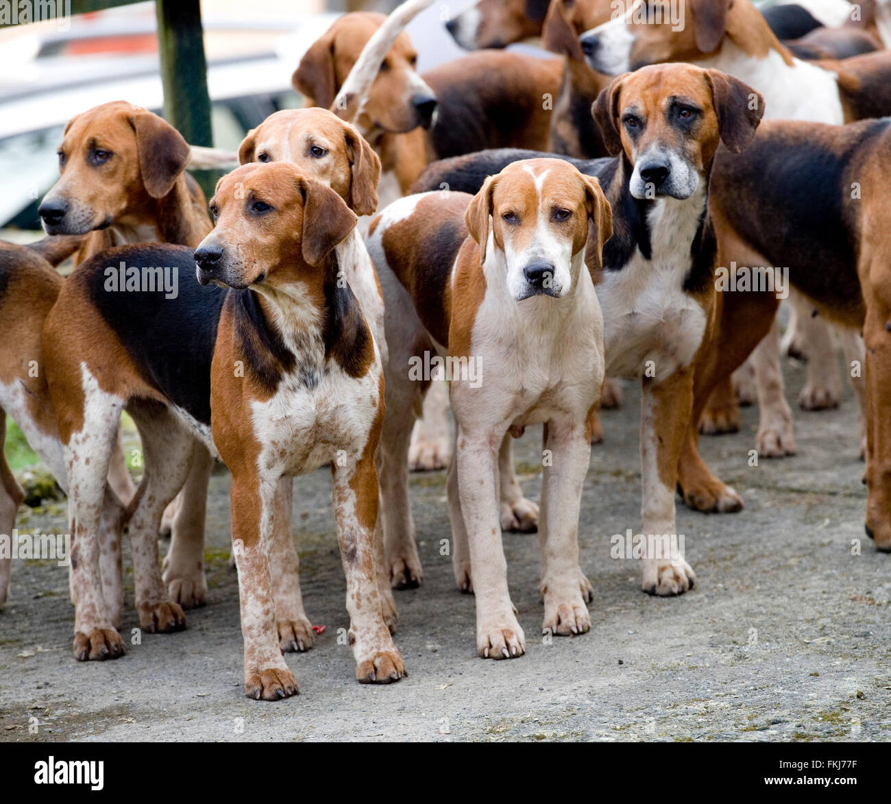 Packung von Jagdhunden Stockfoto