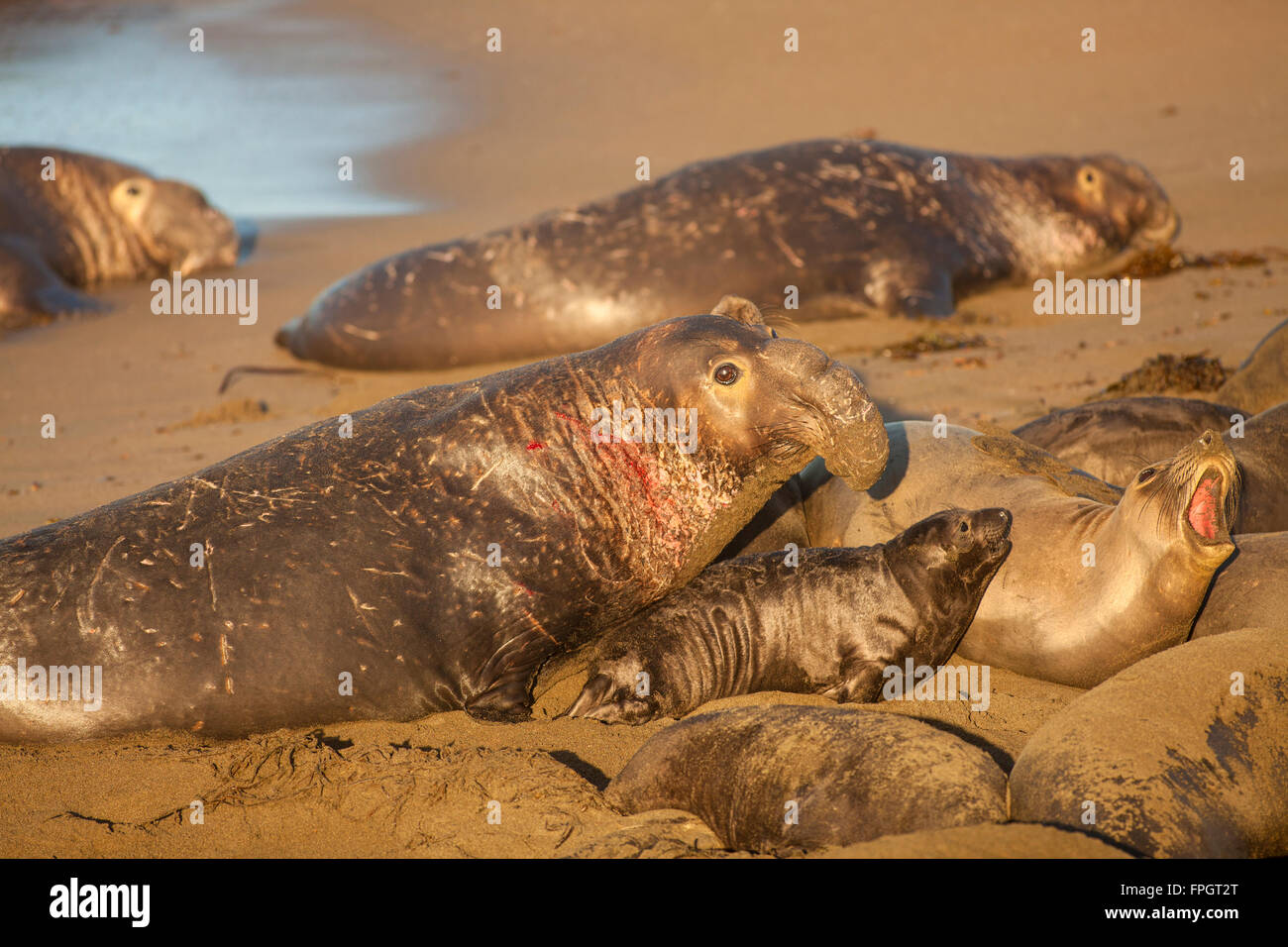 See-Elefanten Paarung, Piedras Blancas See-Elefanten Kolonie, in der Nähe von San Simeon, Kalifornien Stockfoto