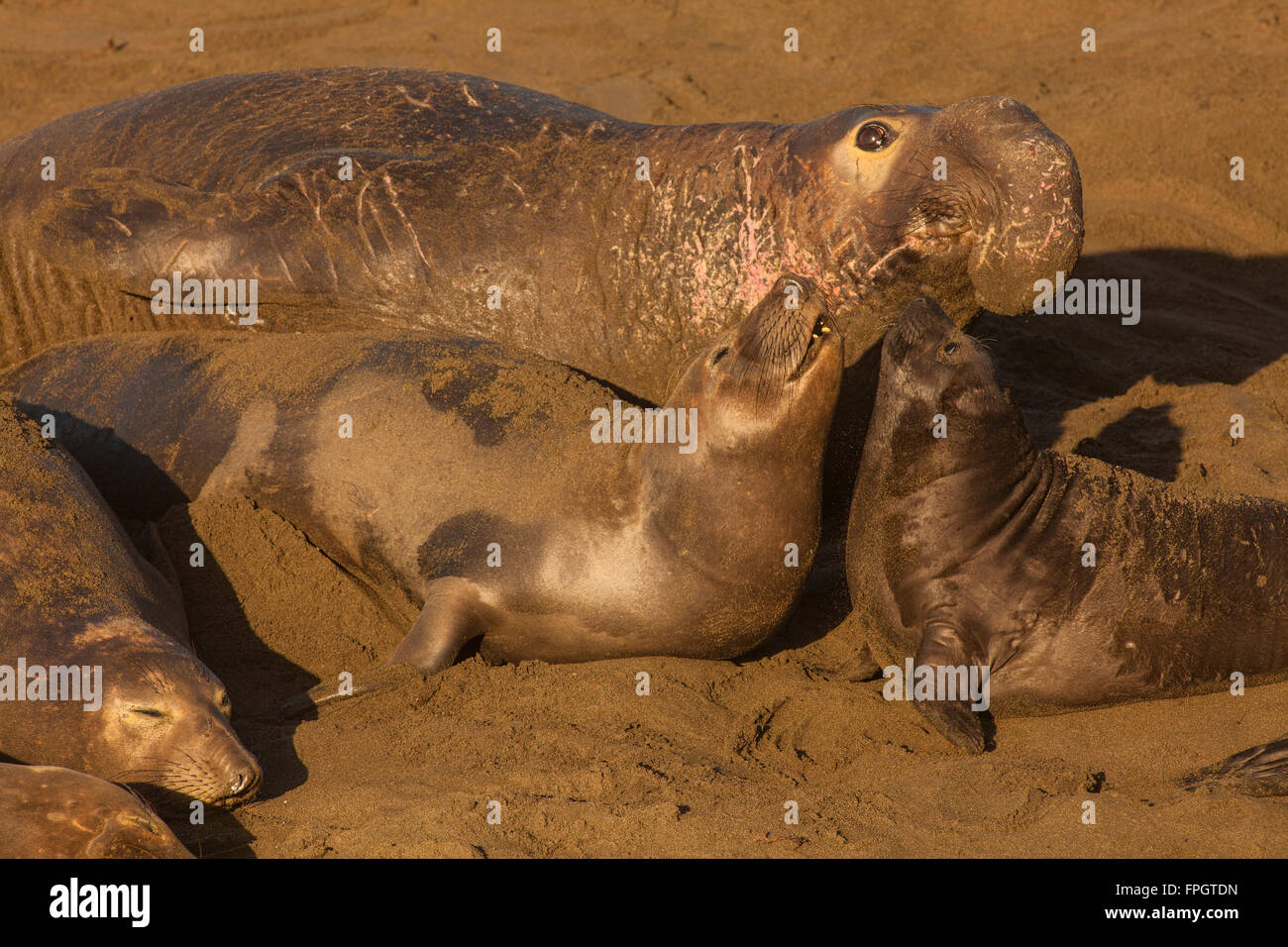 See-Elefanten Paarung, Piedras Blancas See-Elefanten Kolonie, in der Nähe von San Simeon, Kalifornien Stockfoto