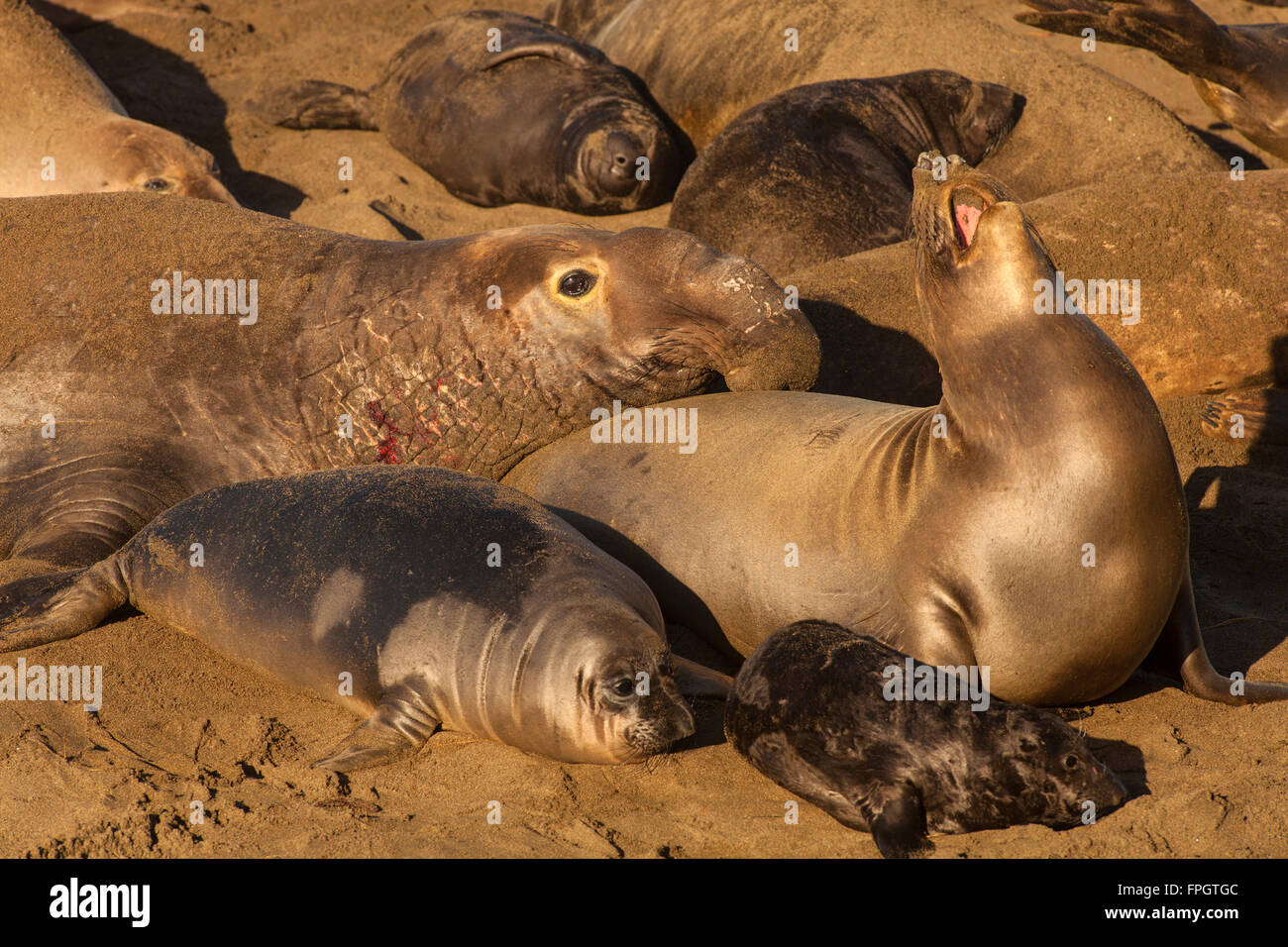 See-Elefanten Paarung, Piedras Blancas See-Elefanten Kolonie, in der Nähe von San Simeon, Kalifornien Stockfoto