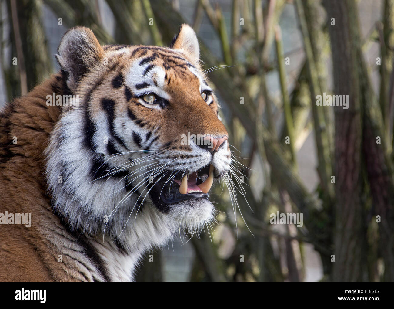 Männliche (Sibirien) Amur-tiger Stockfoto