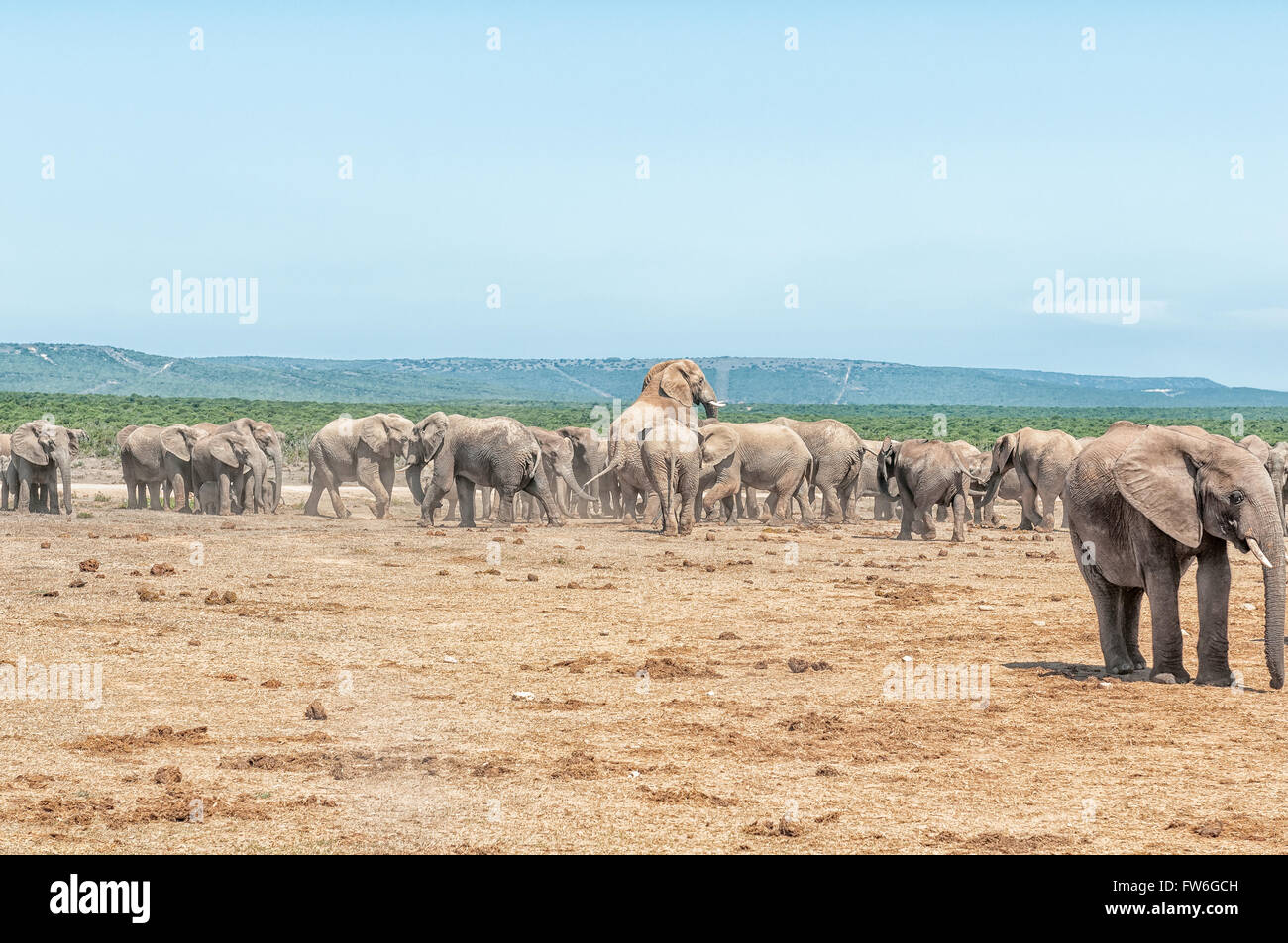 Eine große Herde Elefanten mit zwei Elefanten Paarung Stockfoto