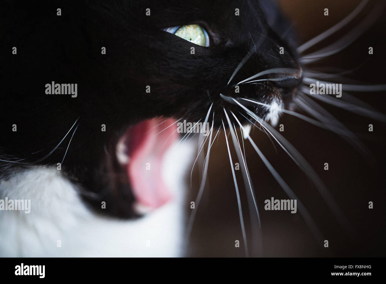 Die schwarze Katze Grinsen in Makro-Aufnahmen Stockfoto