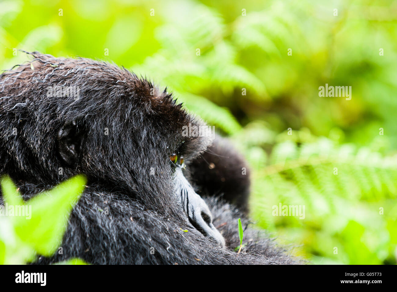 VOLCANOES-Nationalpark, Ruanda-Berggorillas im Lebensraum. Stockfoto