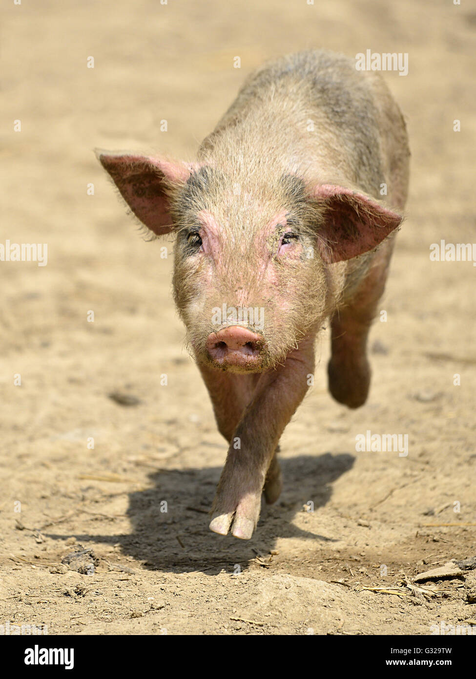 Rosa Schweinchen (Sus) läuft von vorne auf den Boden Stockfoto