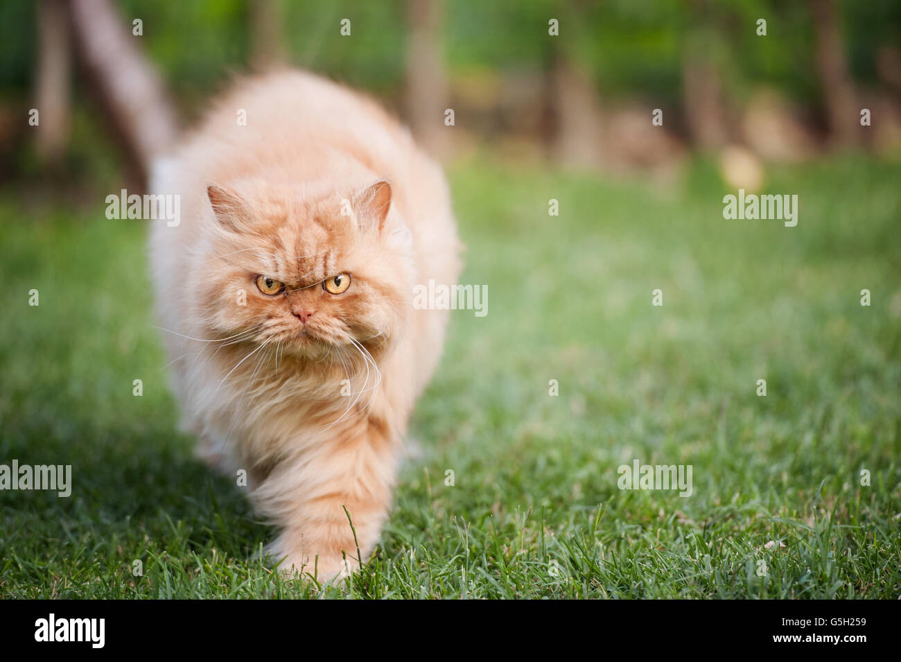 Wütend Perserkatze zu Fuß Stockfoto